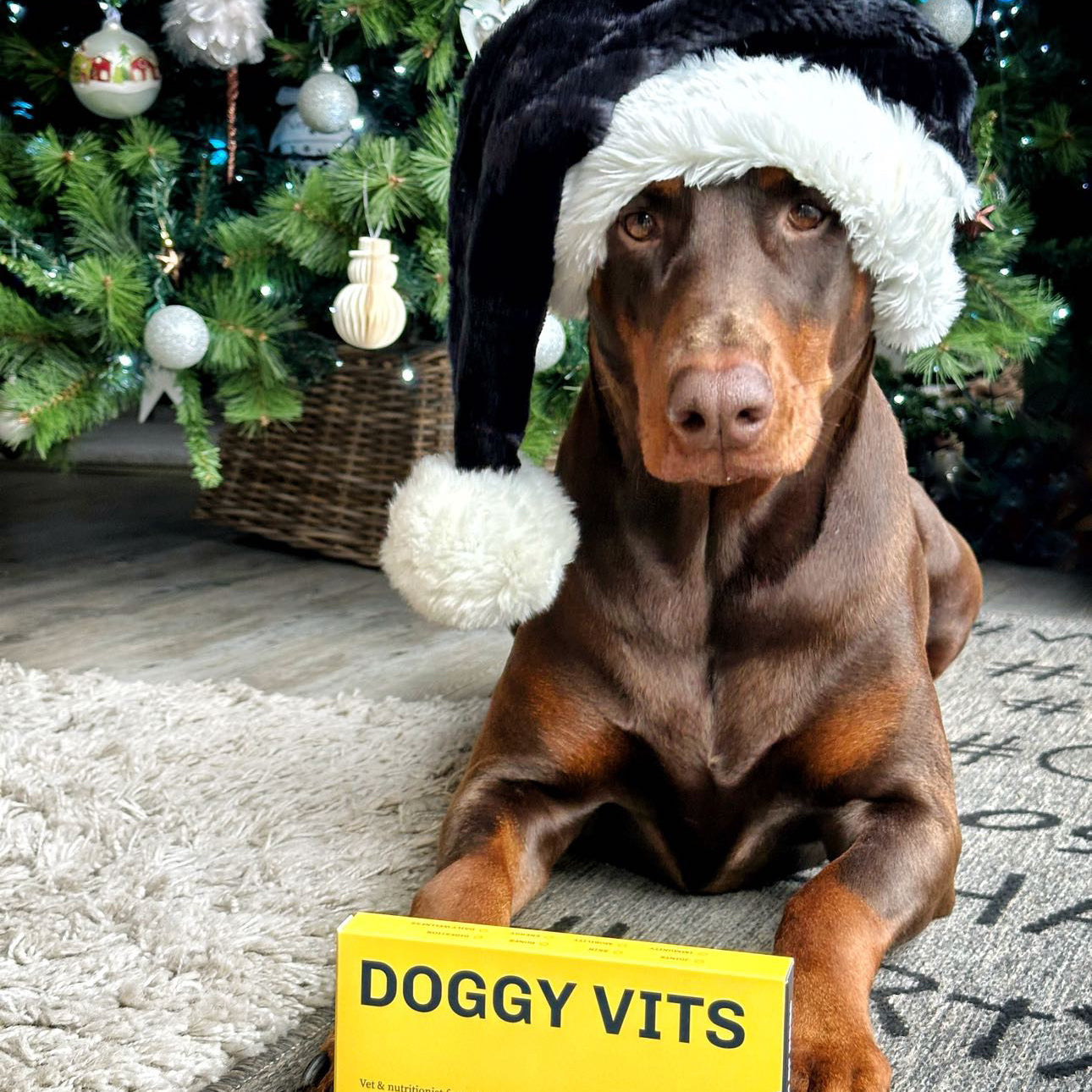 Christmas Gift Guide for your Dog