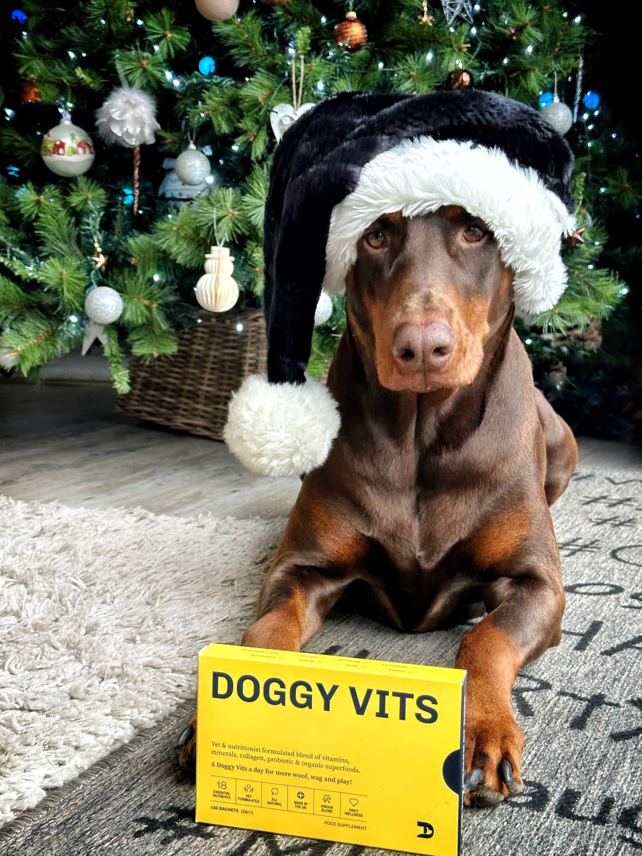 Christmas Gift Guide for your Dog