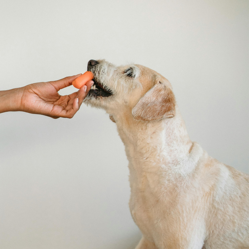 What are some of the healthiest foods I can give my dog?