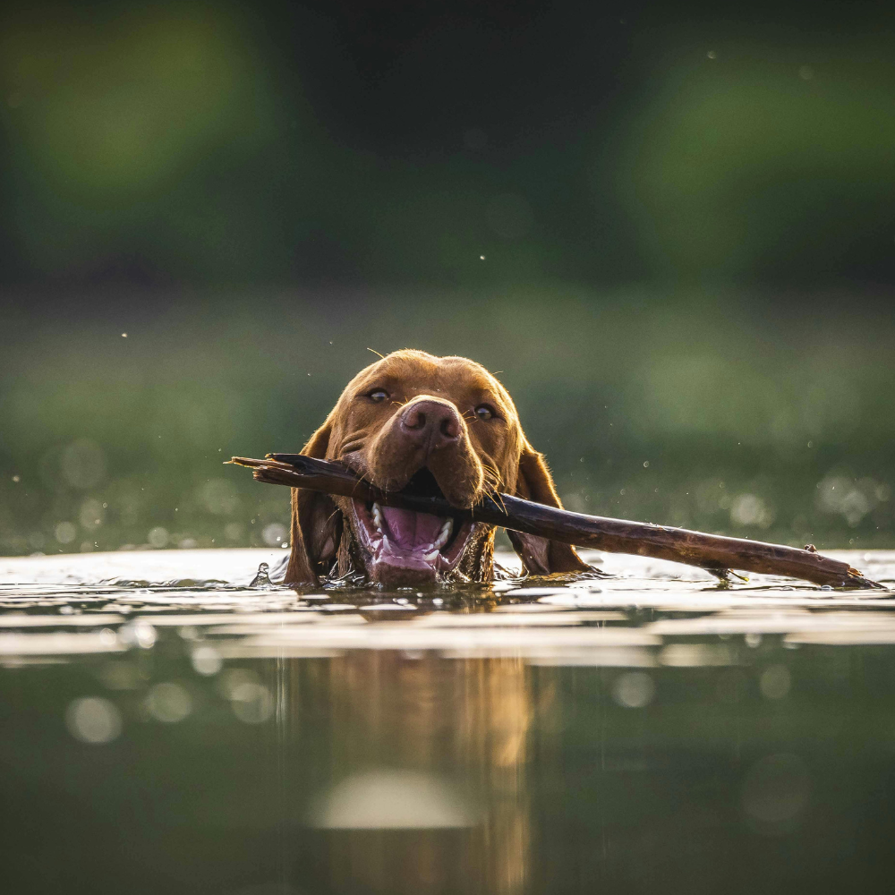 Can all dogs swim?
