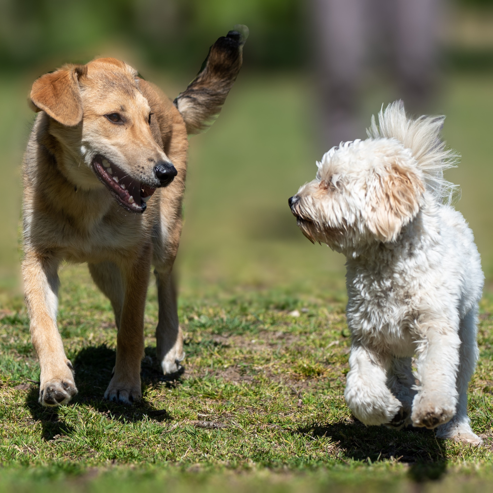 Collagen for Dogs: The Ultimate Guide to Healthier Joints, Skin, and More