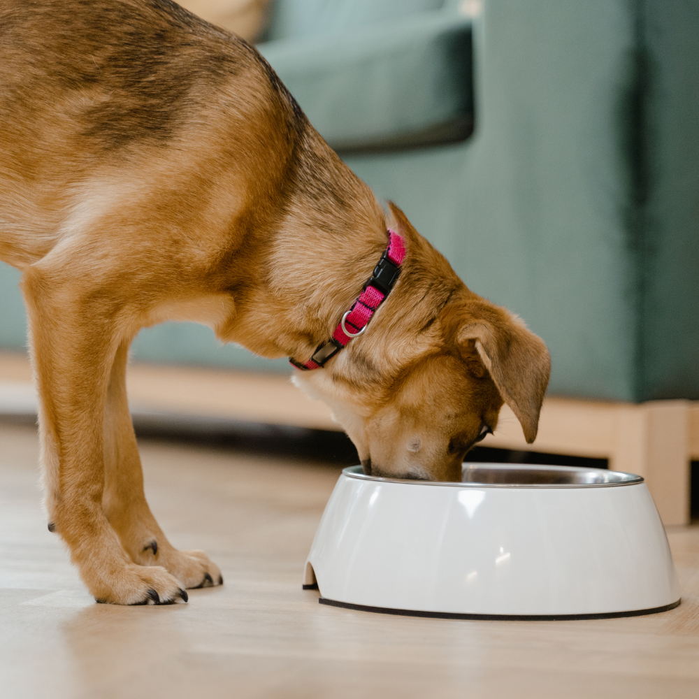 Do Dogs Need Supplements if They Eat a Balanced Diet?