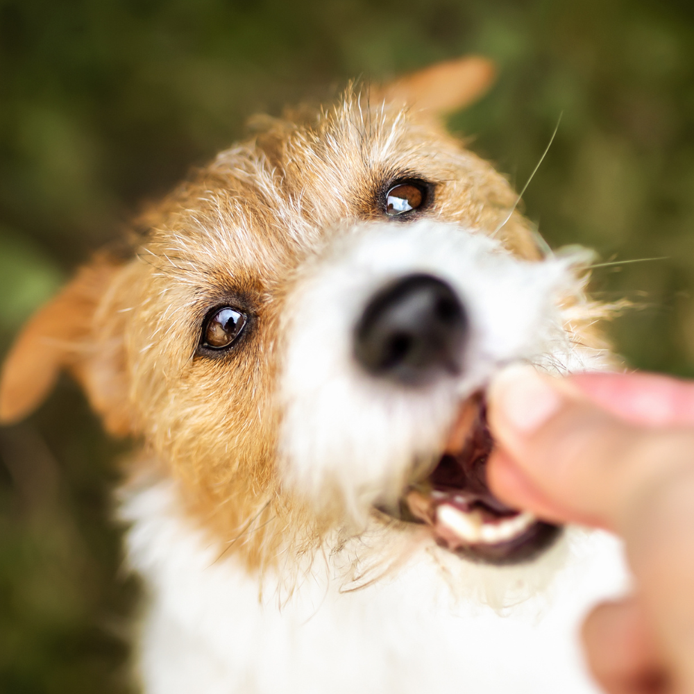 What Is the Best Dog Supplement? | A Complete Guide for UK Dog Owners