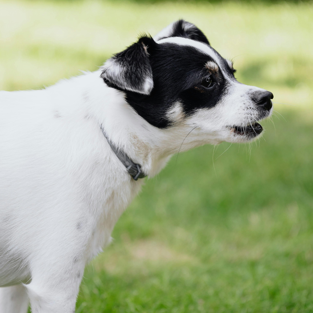 Why does my dog bark so much?